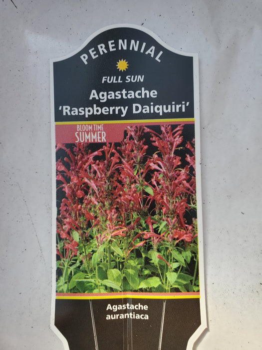 Agastache Party Mixers Raspberry Daiquiri