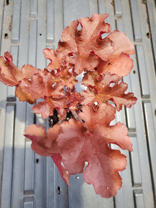 Heuchera Indian Summer Cherryberry