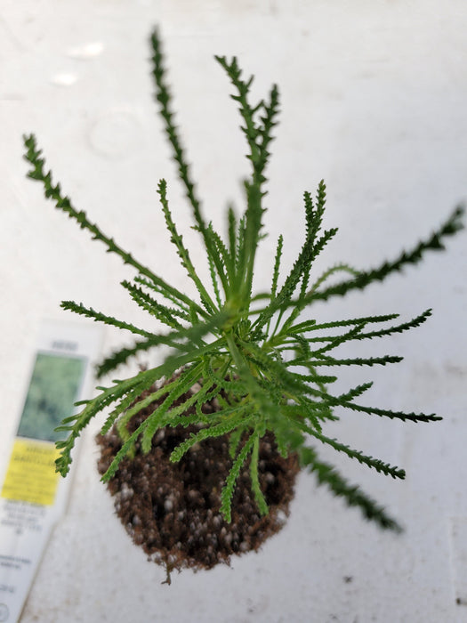 Santolina Viridis