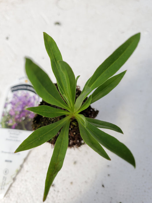 Penstemon barbatus Rock Candy Blue