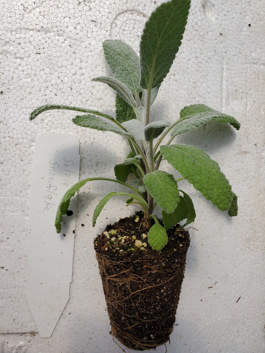 Sage Snowflake salvia officinalis