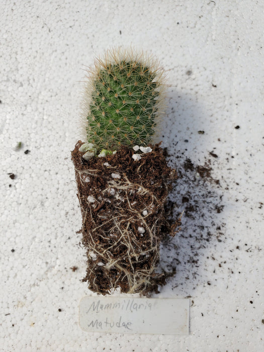 Mammillaria Matudae
