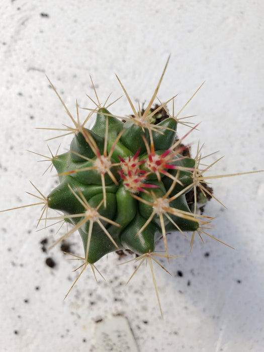 Ferocactus Pilosus Mexican Lime Barrell