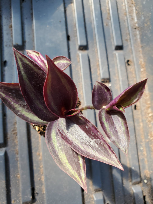 Red & Silver Wandering Jew