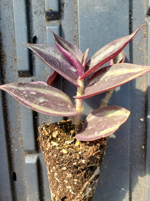 Red & Silver Wandering Jew