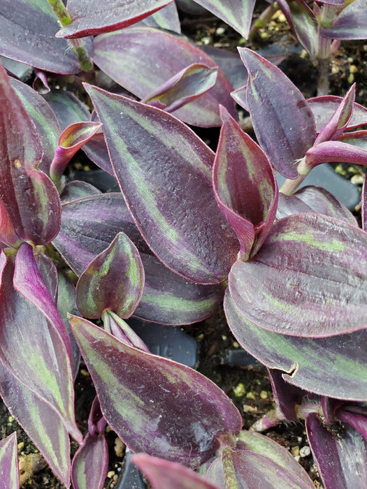 Red & Silver Wandering Jew