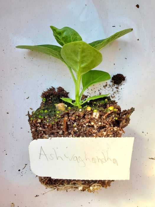 Ashwagandha