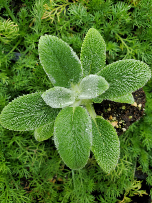 Stachys Silver Carpet Lamb's Ears