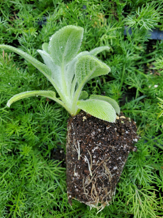 Stachys Silver Carpet Lamb's Ears