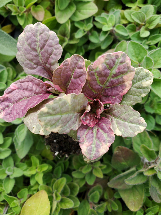 Ajuga Burgundy Glow