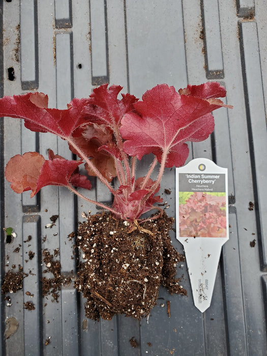 Heuchera Indian Summer Cherryberry