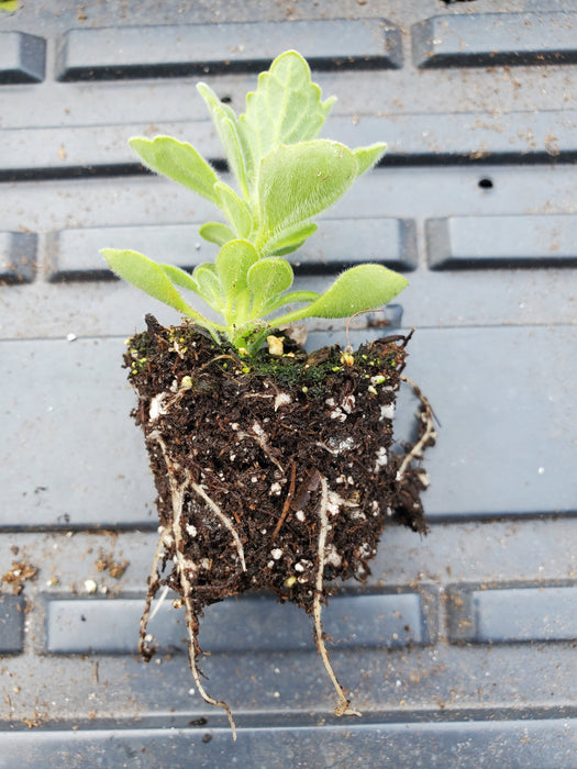 vicks plant seeds Vicks Plant Plectranthes Tomentosa — Gingers greenhouse