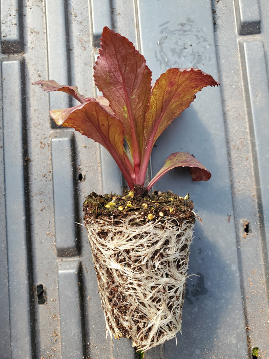 Lobelia Starship Rose