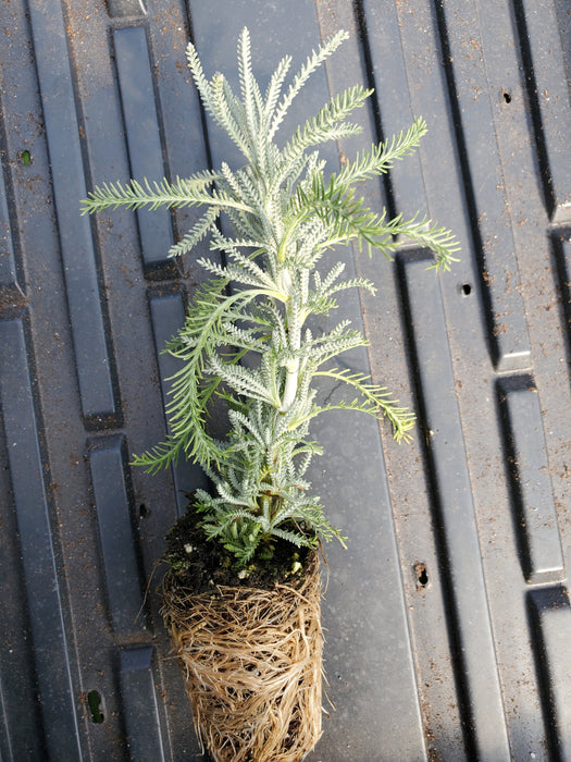 Santolina tomentosa chamaecyparissus