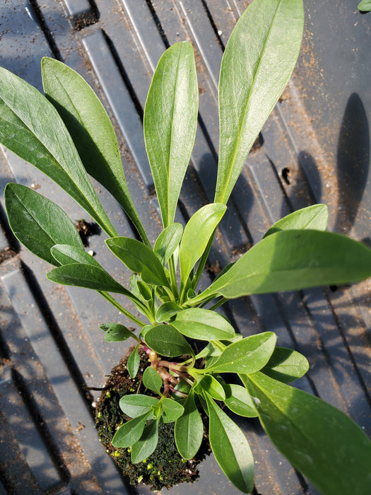 Penstemon Strictus Bandera
