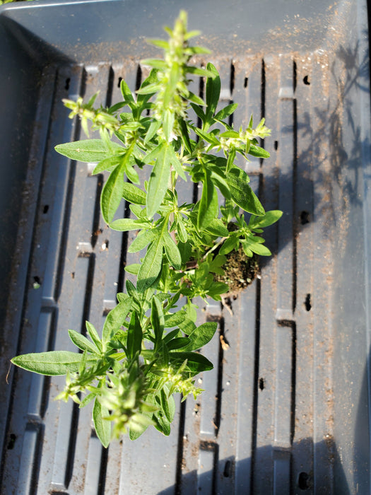 Nepeta Tenuifolia Japanese Catnip
