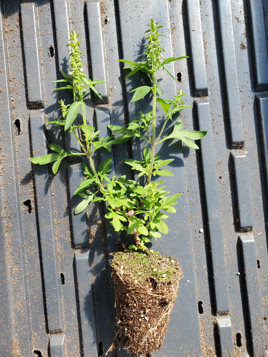 Nepeta Tenuifolia Japanese Catnip