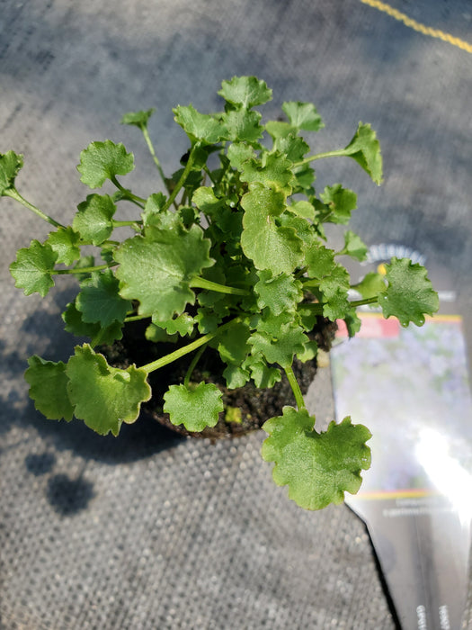 Dalmatian Bellflower 'Birch Hybrid'