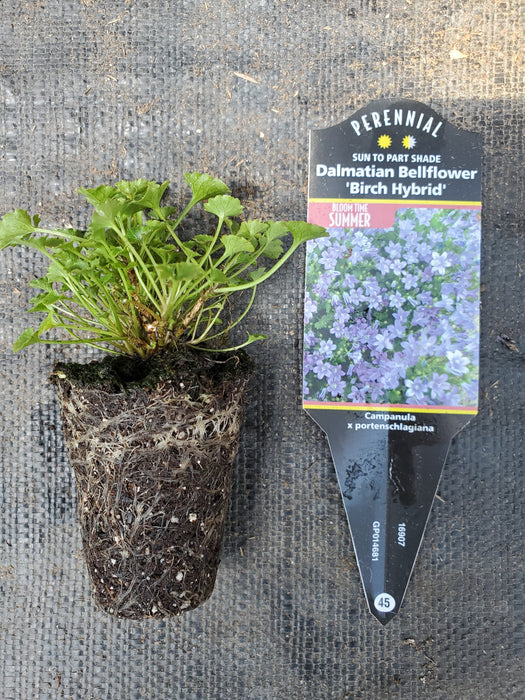 Dalmatian Bellflower 'Birch Hybrid'