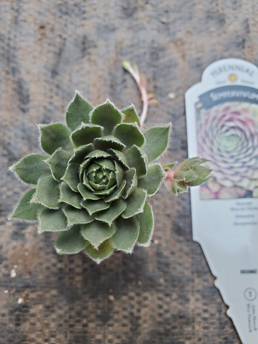 Sempervivum Kalinda