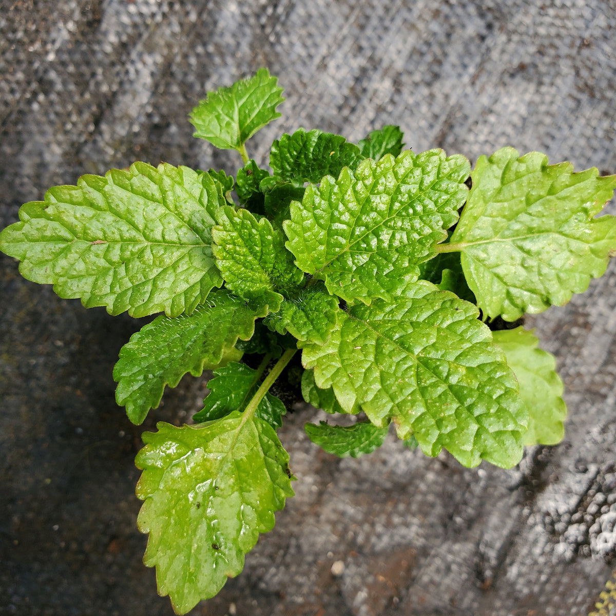 lemon balm succulent Lemon Balm — Gingers greenhouse