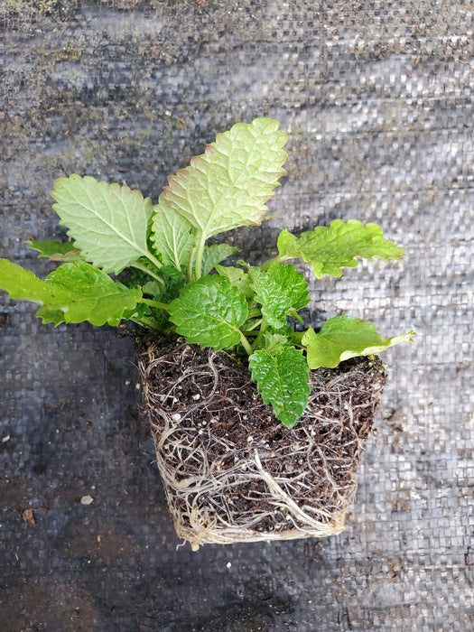lemon balm succulent Lemon Balm — Gingers greenhouse