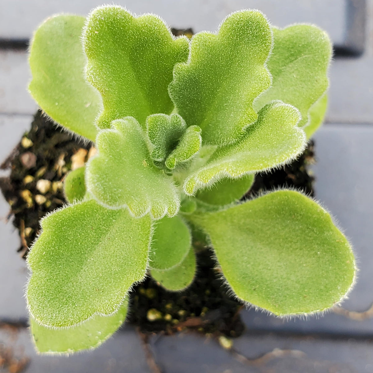 vicks plant succulent Vicks Plant Plectranthes Tomentosa — Gingers greenhouse