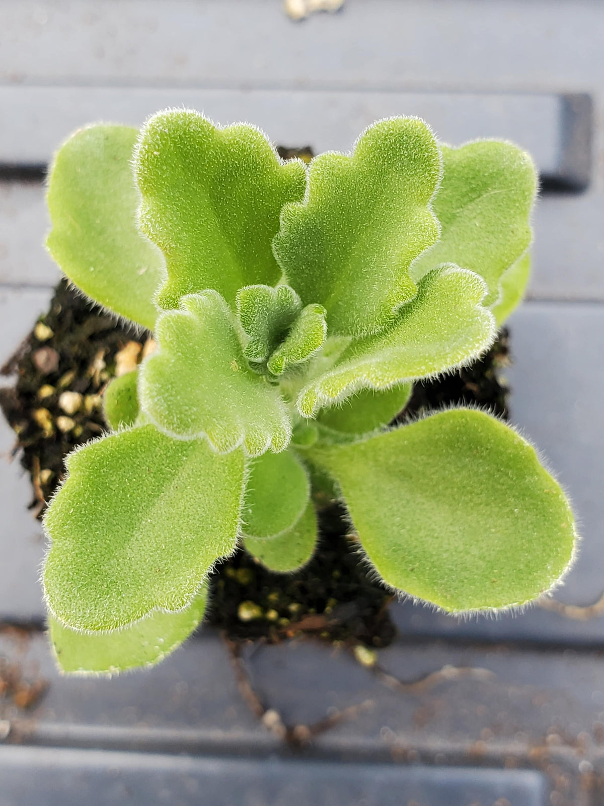 vicks plant seeds Vicks Plant Plectranthes Tomentosa — Gingers greenhouse