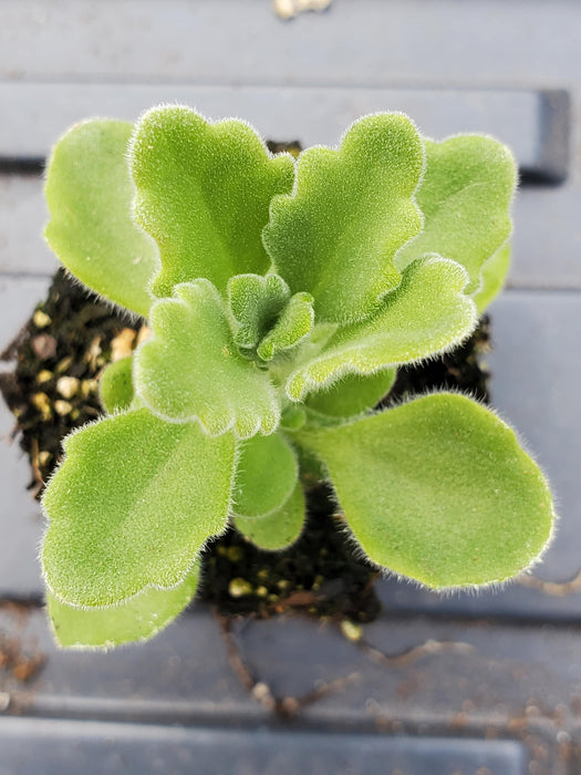 vicks plant succulent Vicks Plant Plectranthes Tomentosa — Gingers greenhouse
