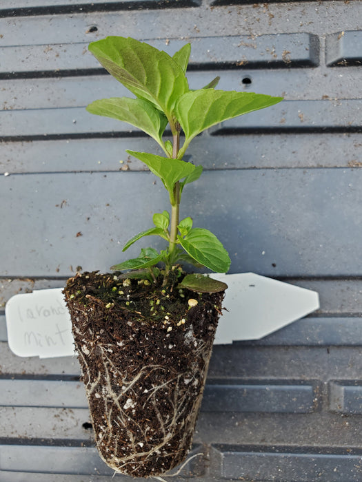 lavender and mint plants Mint 'Lavender' — Gingers greenhouse