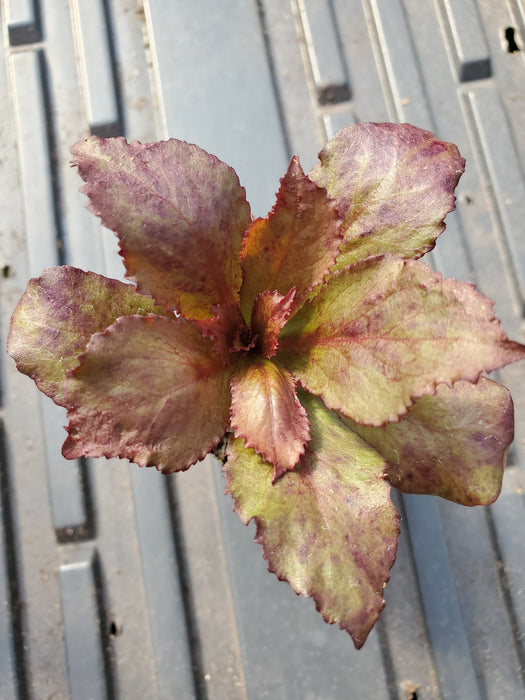 Lobelia Starship Rose