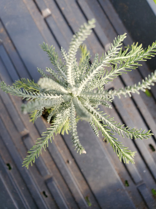 Santolina tomentosa chamaecyparissus
