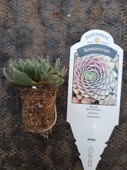 Sempervivum Kalinda