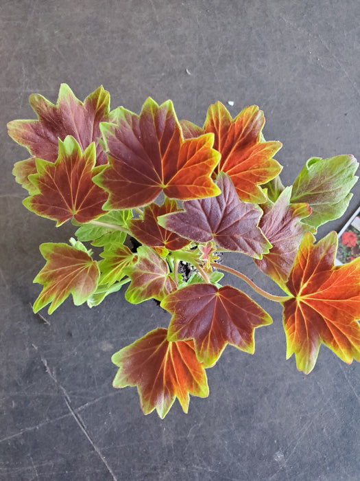 Geranium Vancouver Centennial