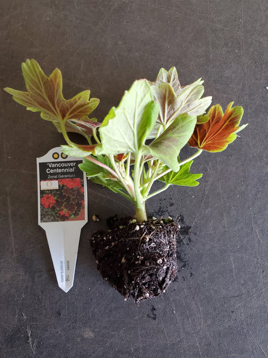 Geranium Vancouver Centennial