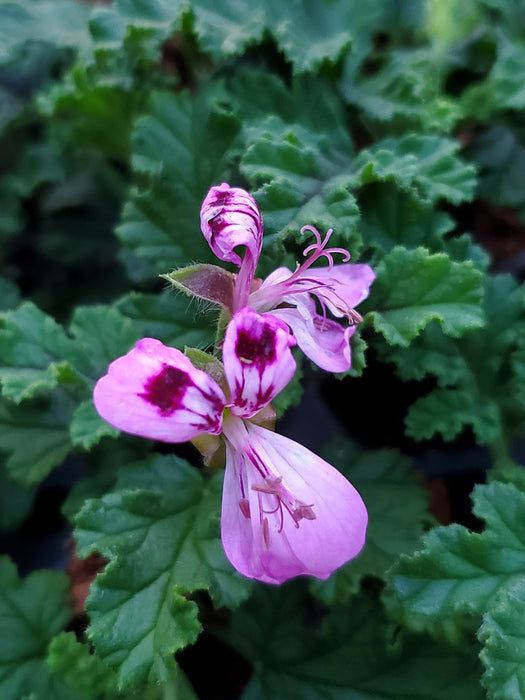 Scented Geranium Quercifolia