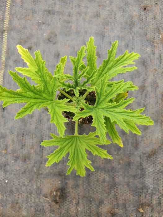Scented Geranium Mabel Gray