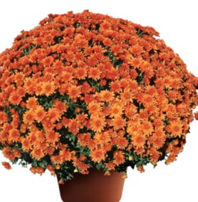 Chrysanthemum Makenna Orange