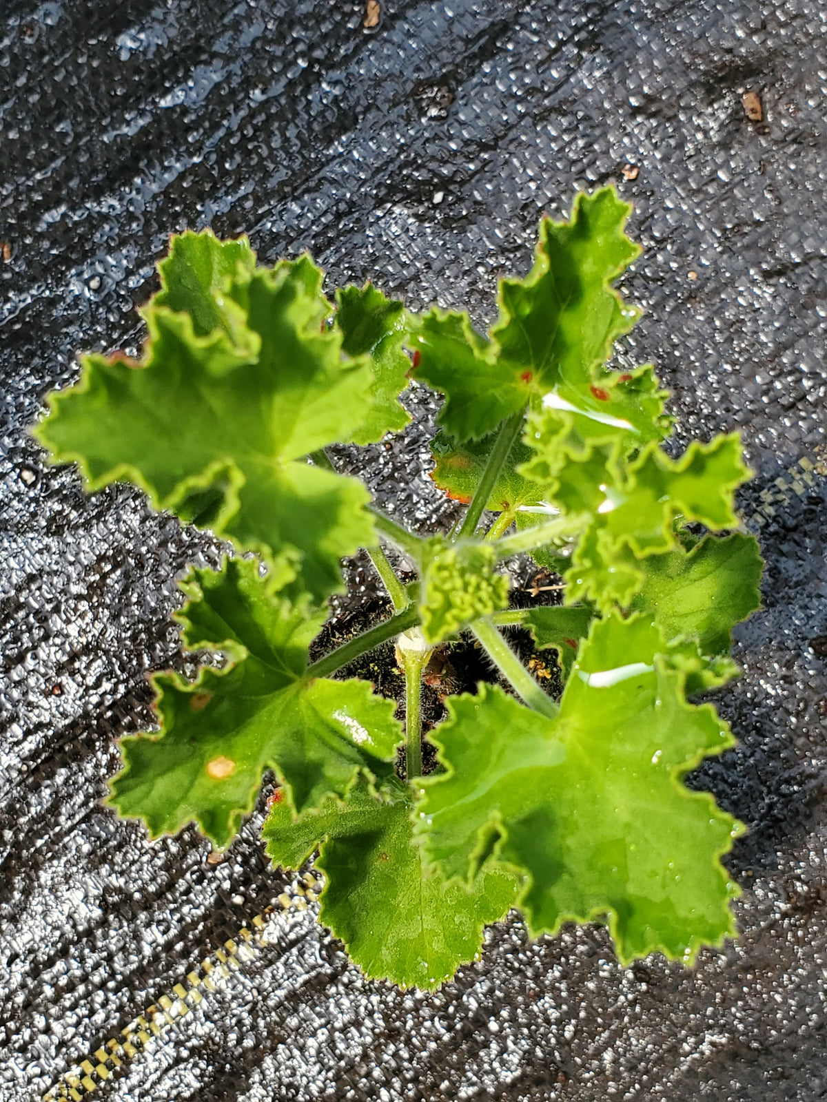 Scented Geranium Ginger — Gingers greenhouse