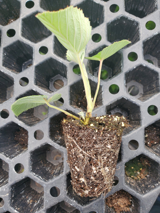 Pelargonium Cordifolium