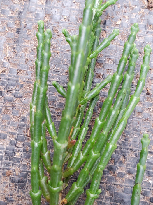 Salicornia Europaea