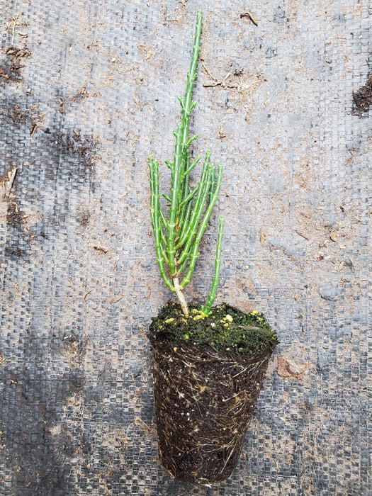 Salicornia Europaea