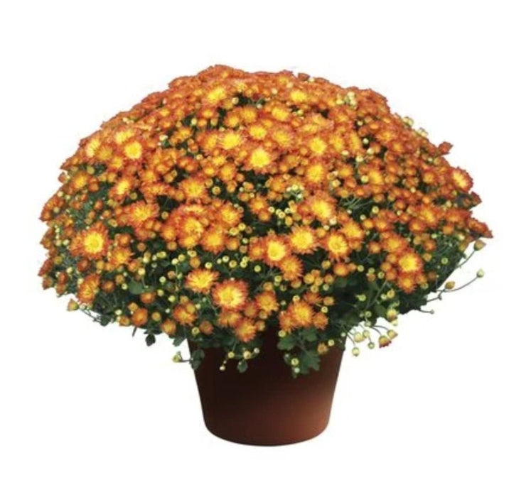 Chrysanthemum Dazzling Stacy Orange
