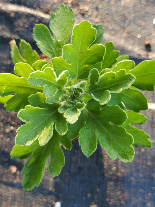 Danielle Red Chrysanthemum