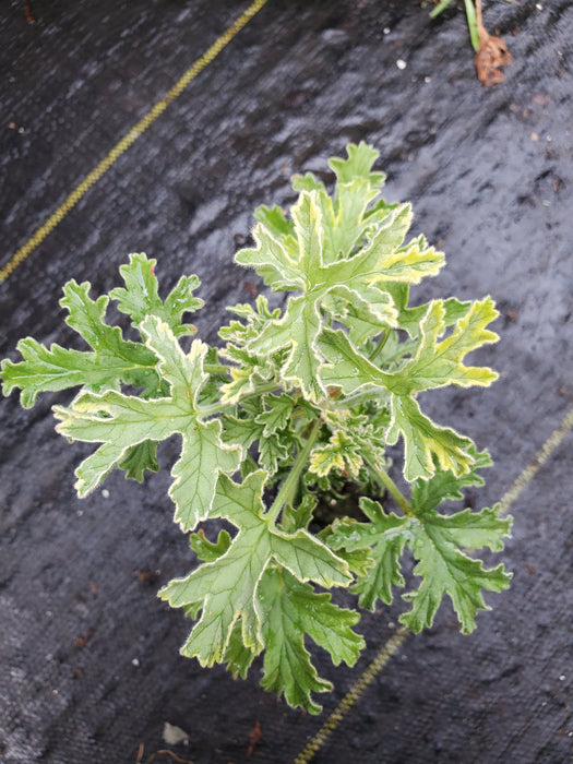 Scented Geranium Gray Lady Plymouth