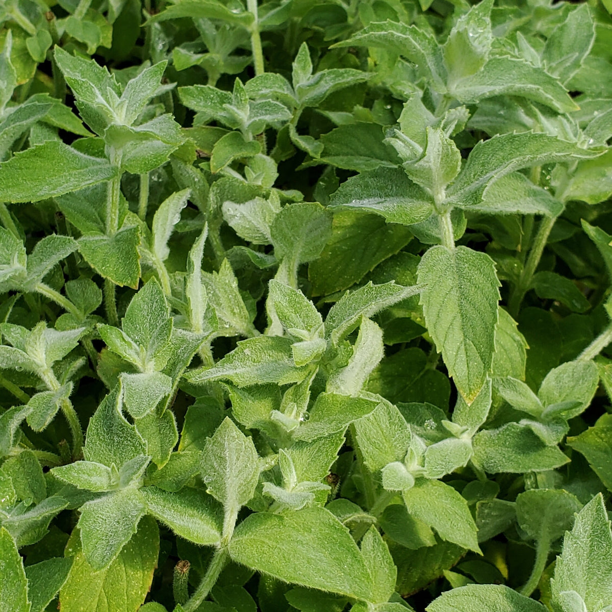 Mint Asian — Gingers greenhouse