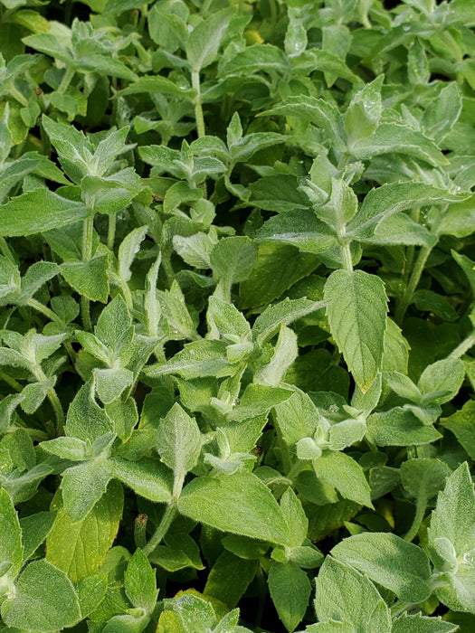 Mint Asian