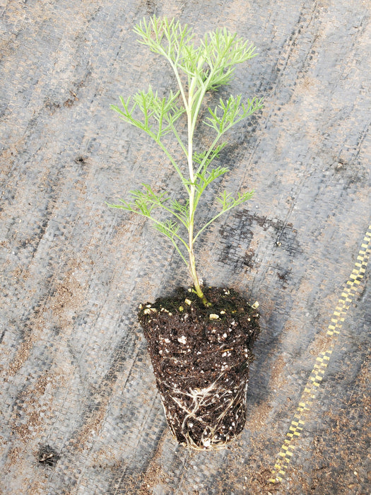 Camphor Southernwood