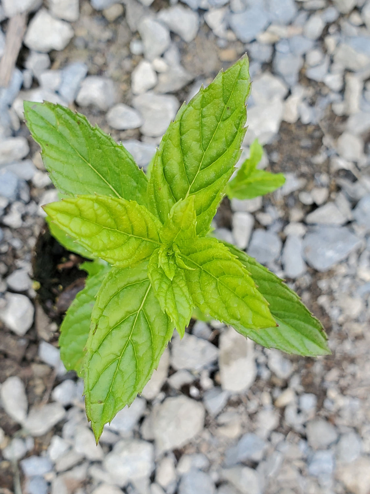 Upright Peppermint Plant mint — Gingers greenhouse