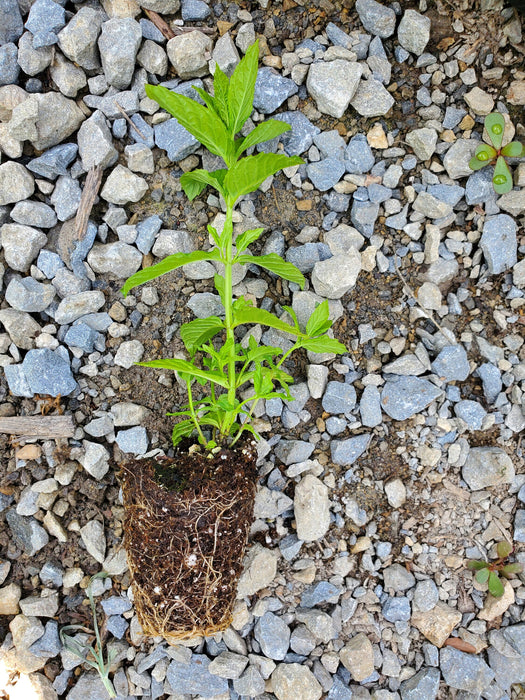 Upright Peppermint Plant mint